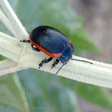 Attēlu rezultāti vaicājumam “Chrysolina sanguinolenta”