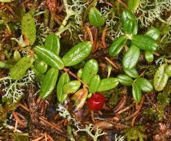 Attēlu rezultāti vaicājumam “Vaccinium vitis-idaea leaf”