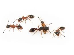 Attēlu rezultāti vaicājumam “Anthrenus sp. imago”