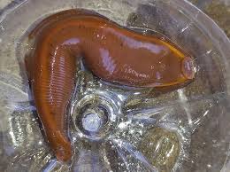 Attēlu rezultāti vaicājumam “Haemopis sanguisuga”