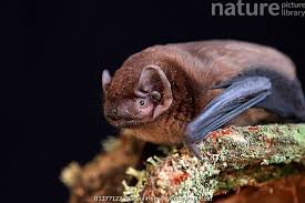 Attēlu rezultāti vaicājumam “Nyctalus noctula”