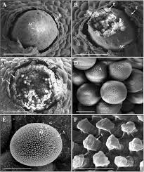 Attēlu rezultāti vaicājumam “Puccinia agrostidis”