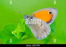 Attēlu rezultāti vaicājumam “Coenonympha pamphilus upperside”