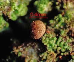 Attēlu rezultāti vaicājumam “Hemitrichia lutescens macro”