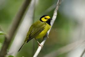 Image result for Wilsonia citrina