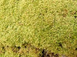 Attēlu rezultāti vaicājumam “Hypnum jutlandicum”