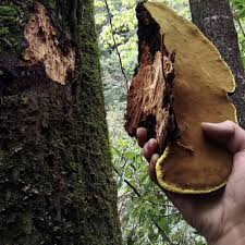 Attēlu rezultāti vaicājumam “Phellinus igniarius”