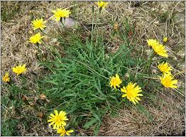 Attēlu rezultāti vaicājumam “Leontodon autumnalis  flower”
