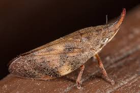 Attēlu rezultāti vaicājumam “Auchenorrhyncha”