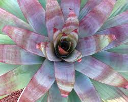 Attēlu rezultāti vaicājumam “Arcyria imperialis stalked”