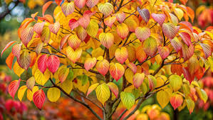 Attēlu rezultāti vaicājumam “Cornus sanguinea”