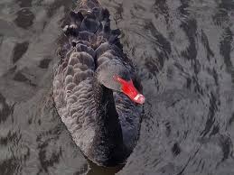 Image result for South Yorkshire Swans