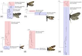 Attēlu rezultāti vaicājumam “Micropterigidae”