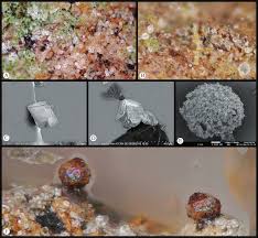 Attēlu rezultāti vaicājumam “Licea minima sessile”