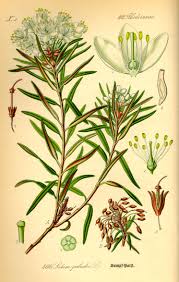 Attēlu rezultāti vaicājumam “Ledum palustre flower”