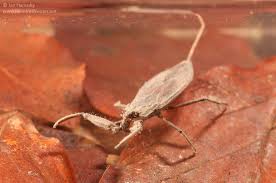 Attēlu rezultāti vaicājumam “Nepa cinerea nymph”