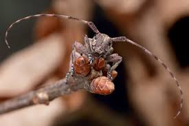 Attēlu rezultāti vaicājumam “Leptophlebia nebulosa”