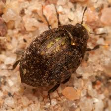 Attēlu rezultāti vaicājumam “Cytilus sericeus”