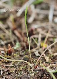 Attēlu rezultāti vaicājumam “Ranunculus flammula leaf”