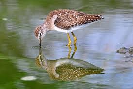 Attēlu rezultāti vaicājumam “Tringa glareola”