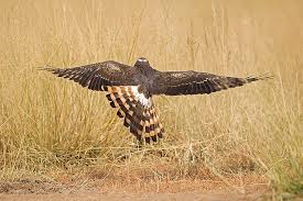 Attēlu rezultāti vaicājumam “Circus pygargus”