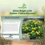 Attēlu rezultāti vaicājumam “Potentilla arenaria bud”