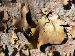 Attēlu rezultāti vaicājumam “Chaenotheca laevigata”