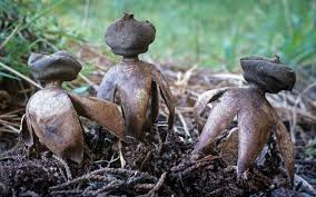 Attēlu rezultāti vaicājumam “Geastrum”