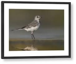 Attēlu rezultāti vaicājumam “Motacilla alba juvenile”