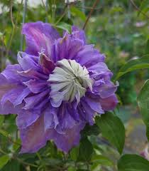 Attēlu rezultāti vaicājumam “Clematis flower”
