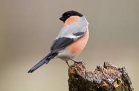 Attēlu rezultāti vaicājumam “Pyrrhula pyrrhula male”