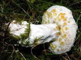 Attēlu rezultāti vaicājumam “Hypomyces chrysospermus”