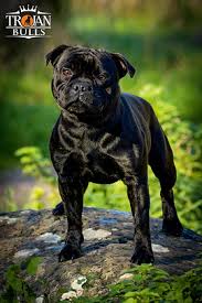 Image result for Staffordshire Stallions