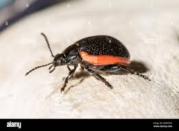 Attēlu rezultāti vaicājumam “Chrysolina sanguinolenta”