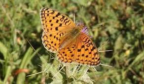 Attēlu rezultāti vaicājumam “Argynnis adippe”