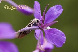 Attēlu rezultāti vaicājumam “Cryptocala chardinyi”