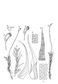 Attēlu rezultāti vaicājumam “Dicranella varia”