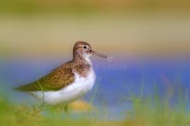 Attēlu rezultāti vaicājumam “Actitis hypoleucos”