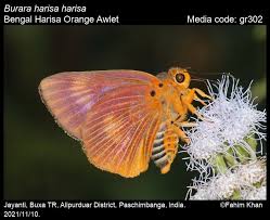 Attēlu rezultāti vaicājumam “Hesperiidae”