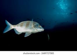 Image result for Diplodus cervinus