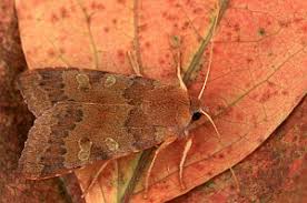 Attēlu rezultāti vaicājumam “Agrochola helvola”