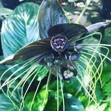 Image result for Tacca chantrieri
