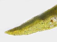 Attēlu rezultāti vaicājumam “Didymodon tophaceus”