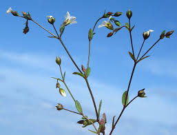 Attēlu rezultāti vaicājumam “Linum catharticum fruit”