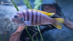 Risultati immagini per cynotilapia pulpican