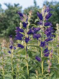 Attēlu rezultāti vaicājumam “Campanula latifolia leaf”