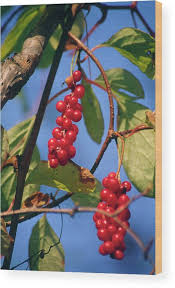 Attēlu rezultāti vaicājumam “Schisandra chinensis”