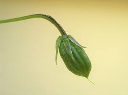 Attēlu rezultāti vaicājumam “Viola rupestris bud”