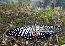 Attēlu rezultāti vaicājumam “Papilionidae”