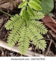 Attēlu rezultāti vaicājumam “Pteropsida”